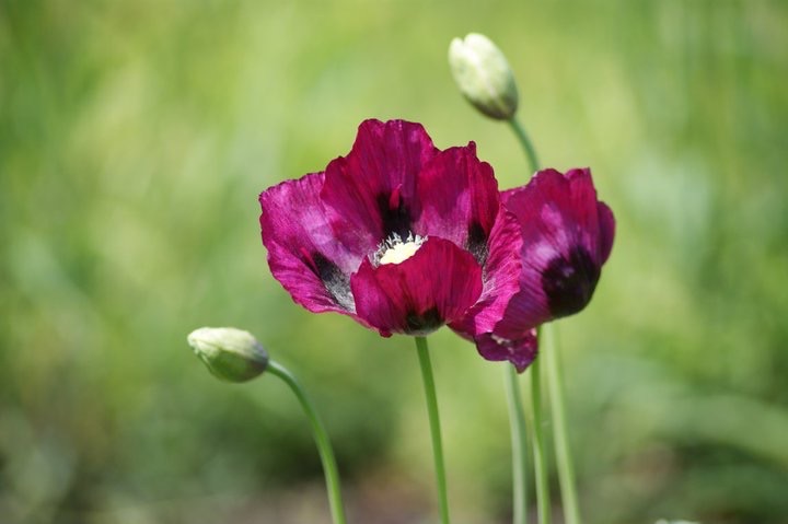 Purple poppies